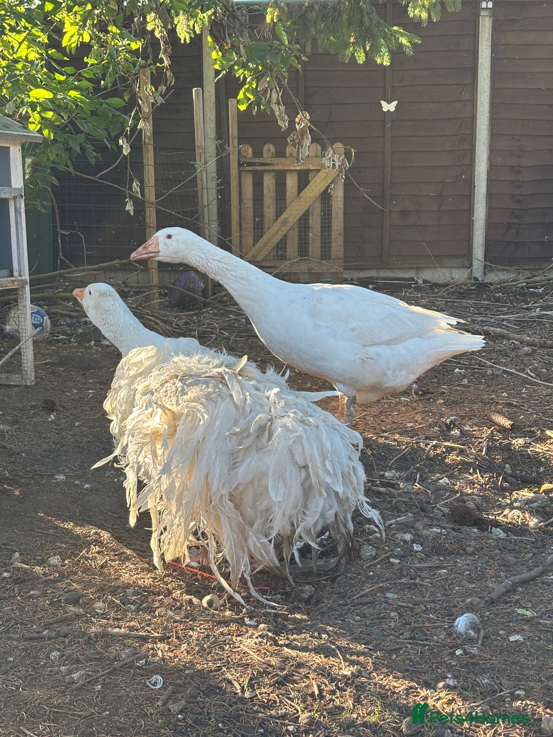 Geese poultry for sale: Sebastopol geese  - Image 3