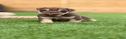 English Bulldog dogs for sale: 🔥 Epic Bullyz Major Daughter X Posher Turkish 🔥  - Advert 7