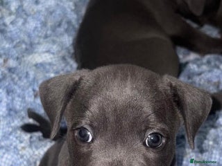 Staffordshire Bull Terrier dogs KC registered blue staffies - Advert 2