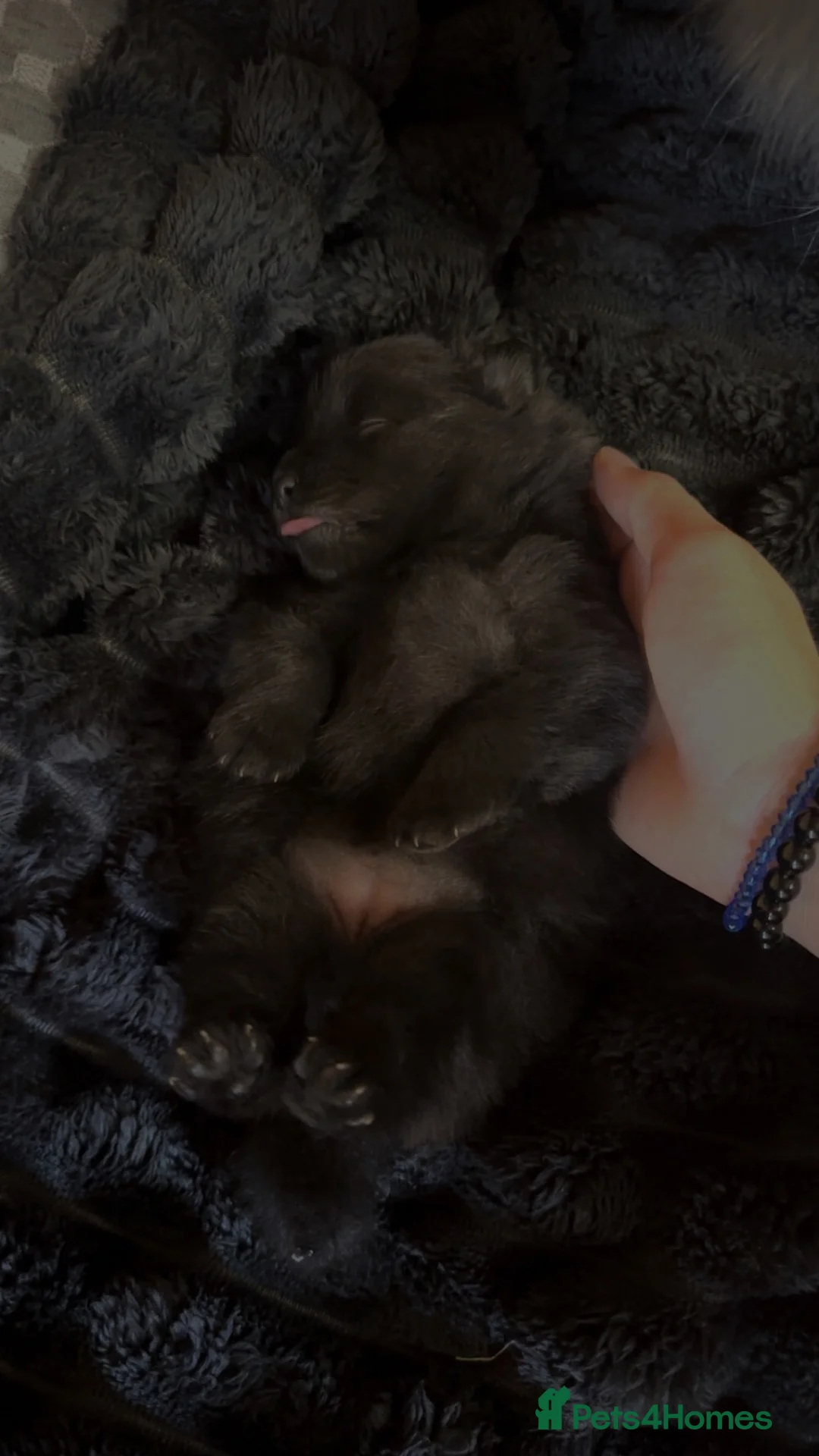Pomeranian dogs for sale: 1 playful, beautiful Pomeranian for SALE!!! in Dagenham - Advert 2