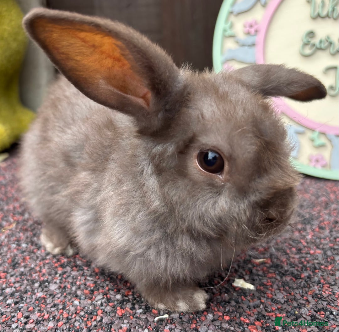 Mini Lop rabbits for sale: Mini Plush Lop - Image 6