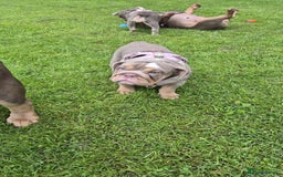 English Bulldog dogs for sale: Final Female English Bulldog available - Image 3