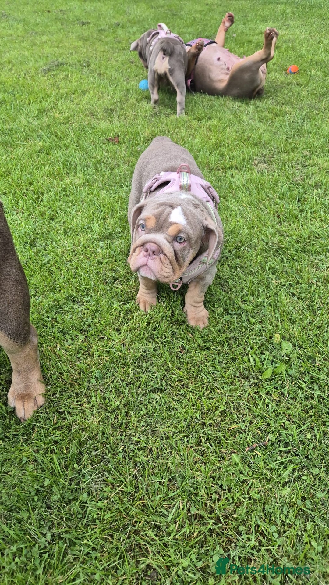 English Bulldog dogs for sale: Final Female English Bulldog available - Image 3