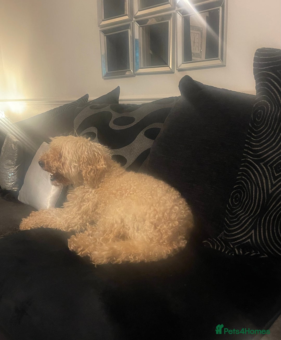 Australian Labradoodle dogs for sale: Meet Yasmin! - Advert 14