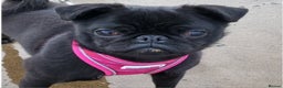 Pug dogs for sale: Pug female for sale black  - Advert 2