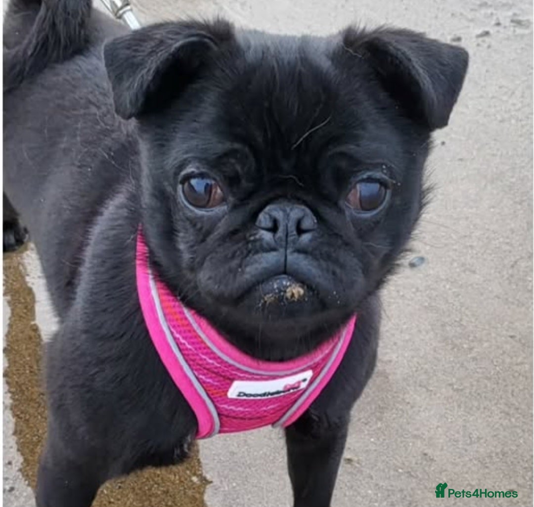 Pug dogs for sale: Pug female for sale black  - Advert 2
