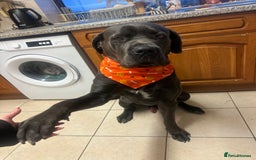 Cane Corso dogs for sale: Reggie Cane corso  - Image 2