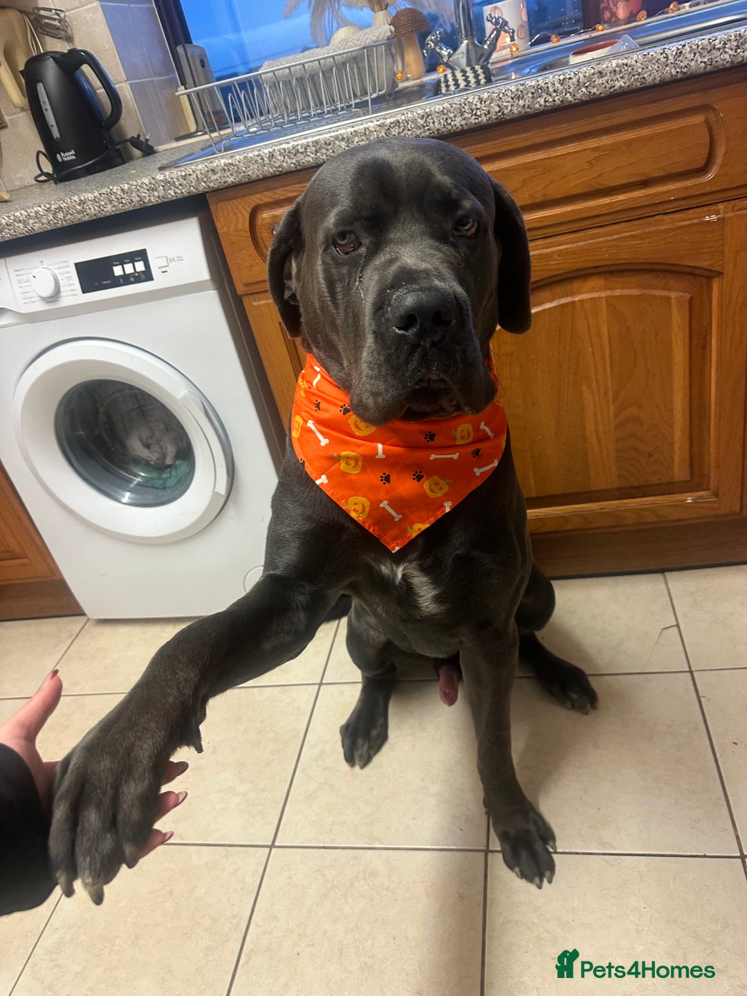 Cane Corso dogs for sale: Reggie Cane corso  - Image 2