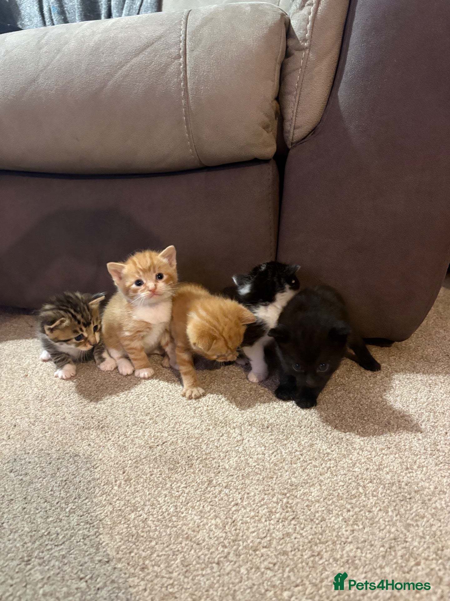 Mixed Breed cats Beautiful fluffy kittens - Advert 1