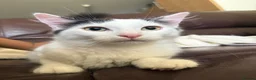 Mixed Breed cats for sale: cats available for adoption  in Huddersfield - Advert 8