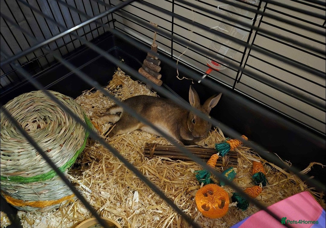Rex rabbits x2 Bonded Baby Mini Rex Bunnies Vaccinated+Cage in Peterborough - Advert 3