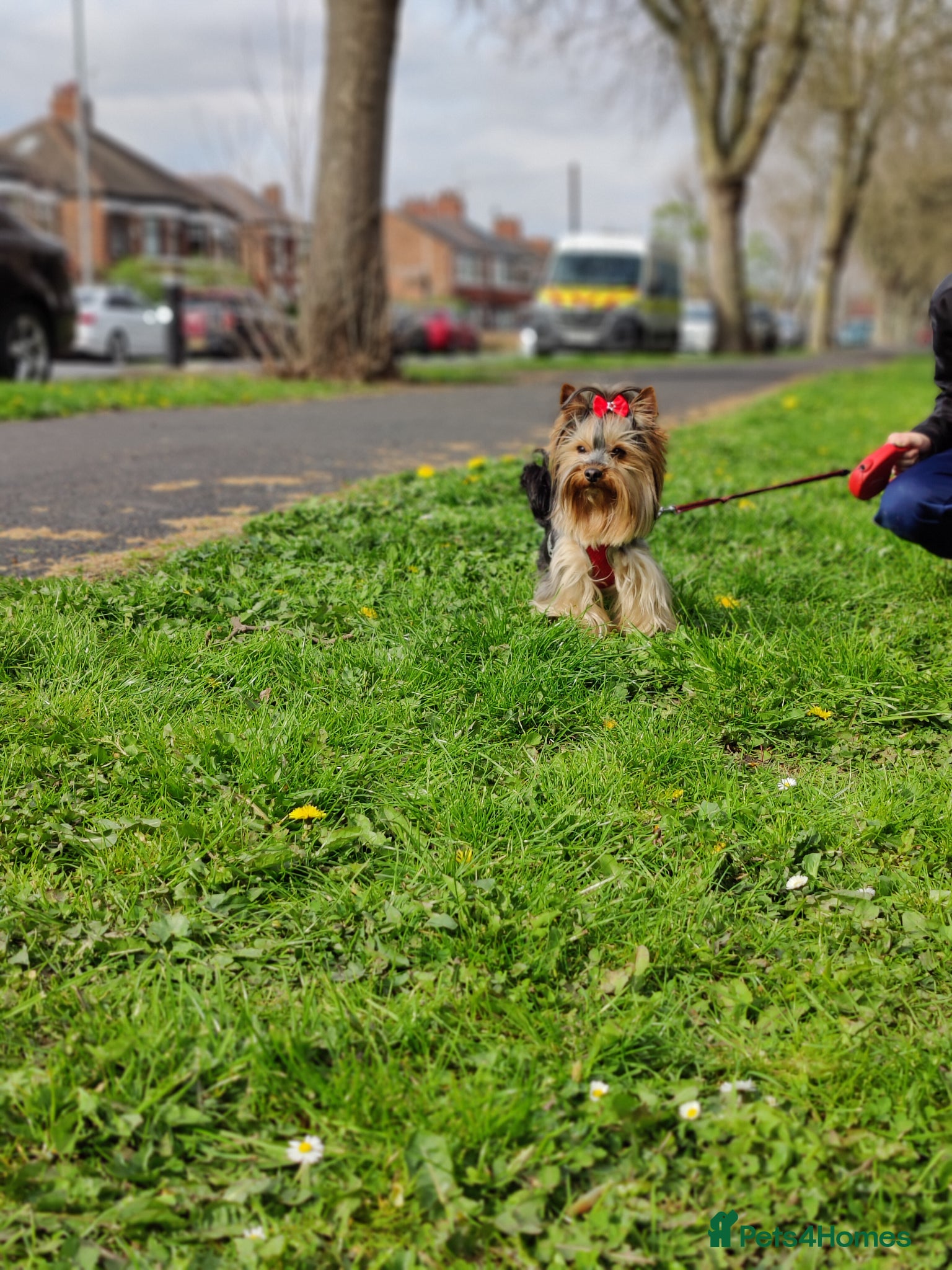 Yorkshire Terrier dogs Outstanding RARE Yorkshire terrier  - Advert 2