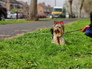 Yorkshire Terrier dogs Outstanding RARE Yorkshire terrier - Advert 10