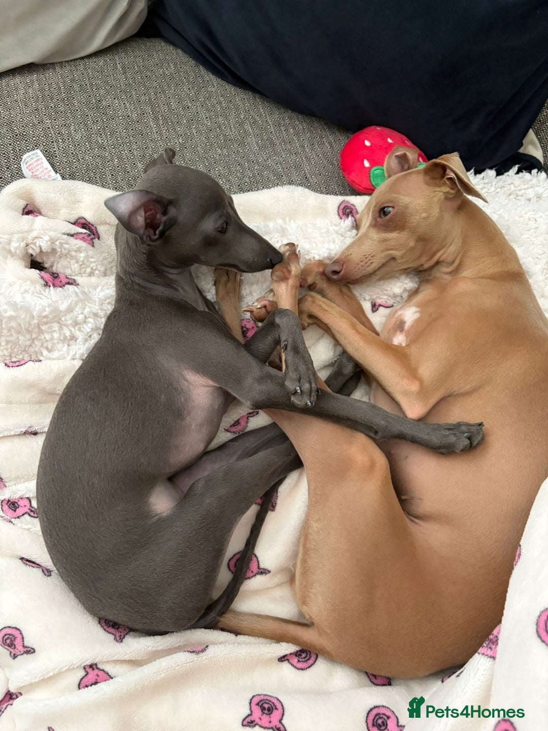 Italian Greyhound dogs for sale: ITALIAN GREYHOUND PUPPIES  - Image 27