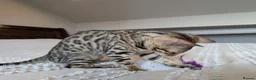 Bengal cats for sale: 🤎🖤 Gorgeous Bengal Girl 🖤🤎 - Advert 17