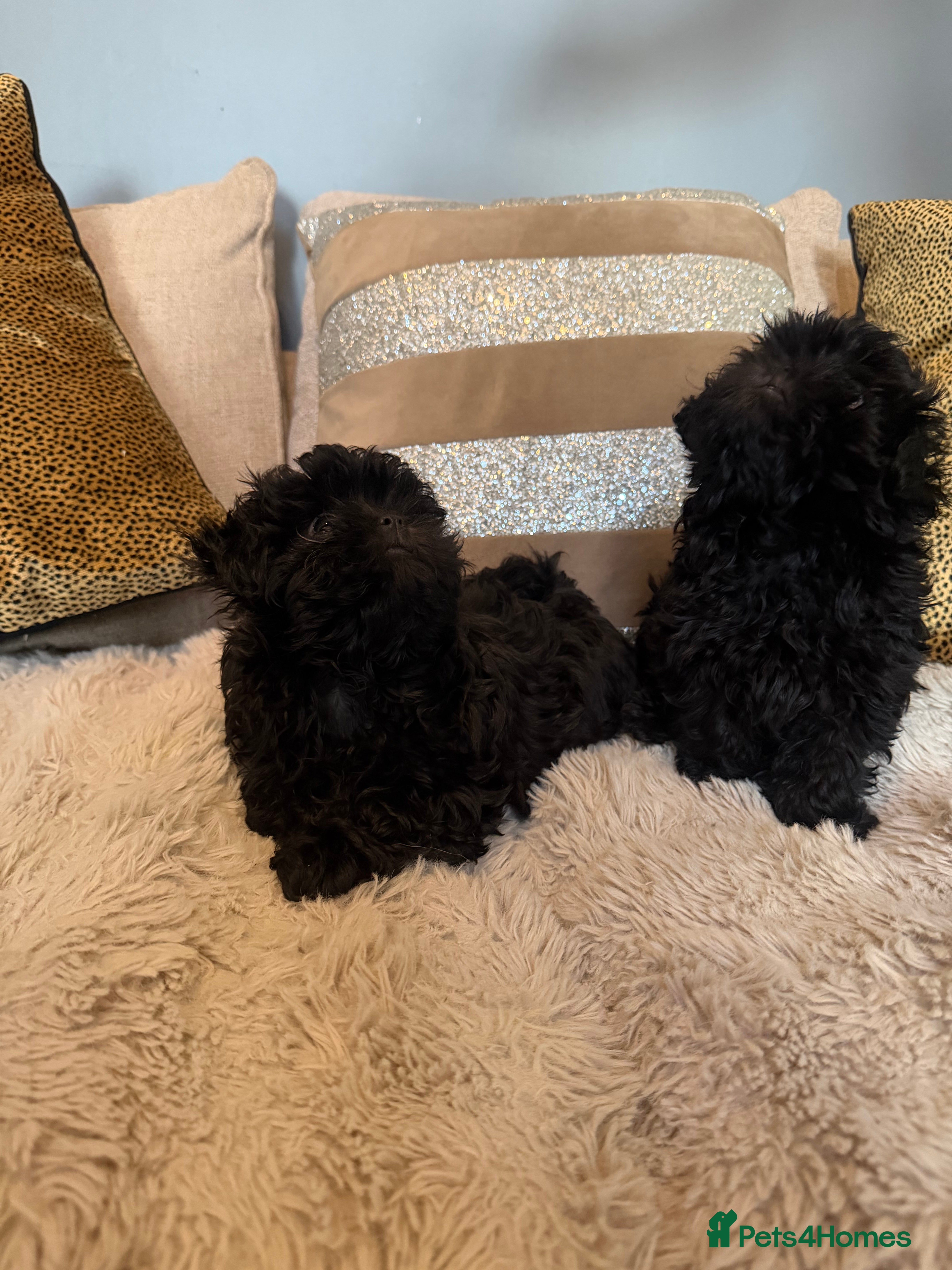 Shihpoo dogs Tiny Shih poo ready now  - Advert 1