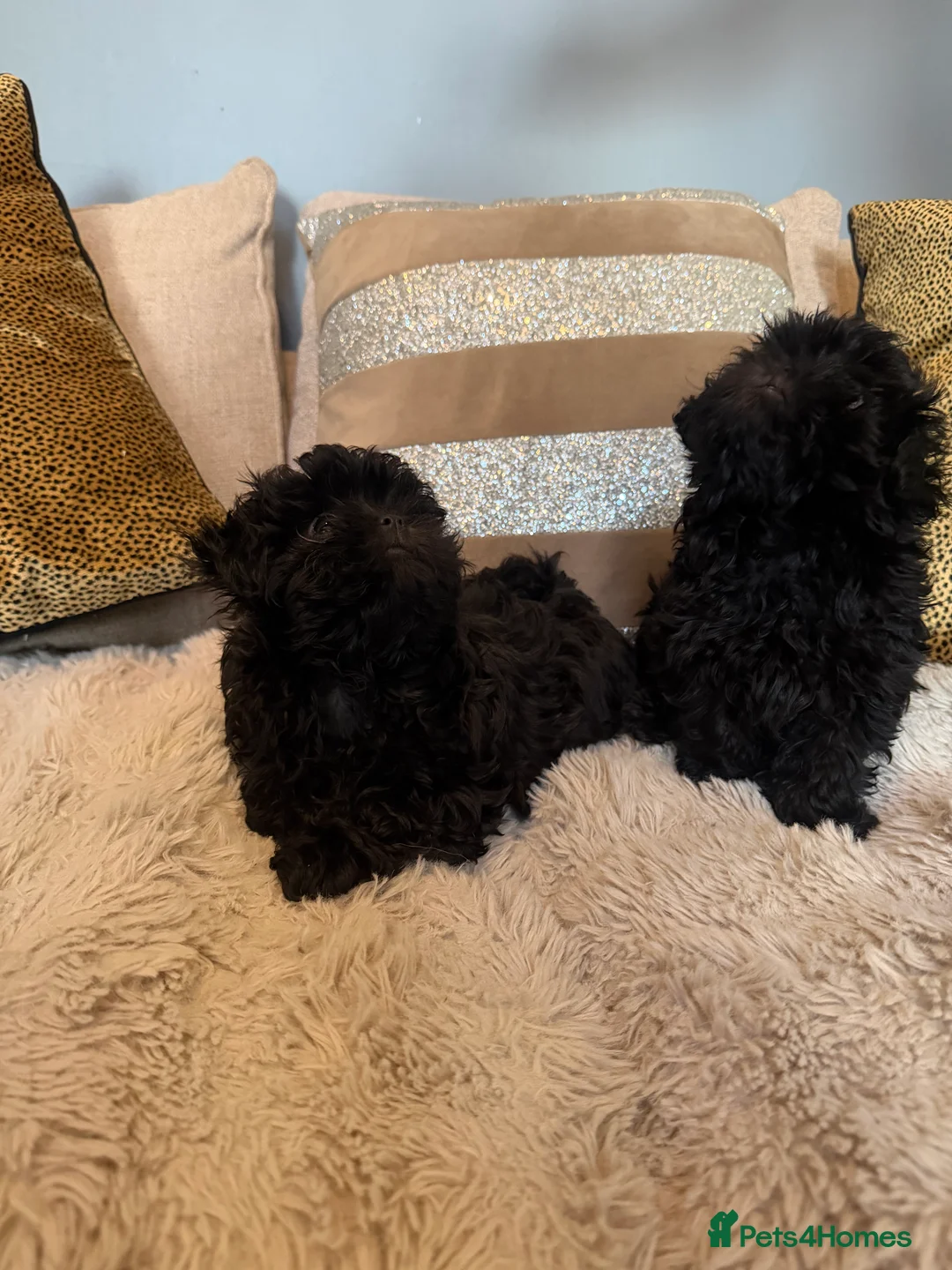 Shihpoo dogs for sale: Tiny Shih poo ready now  - Advert 1