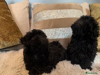 Shihpoo dogs Tiny Shih poo ready now - Advert 8