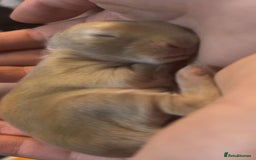 New Zealand rabbits for sale: 6 beautiful baby rabbits for sale!  - Image 3