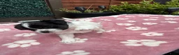 Maltipoo dogs for sale: Beautiful Maltipoo Puppies – Daisy & Ruby - Advert 5