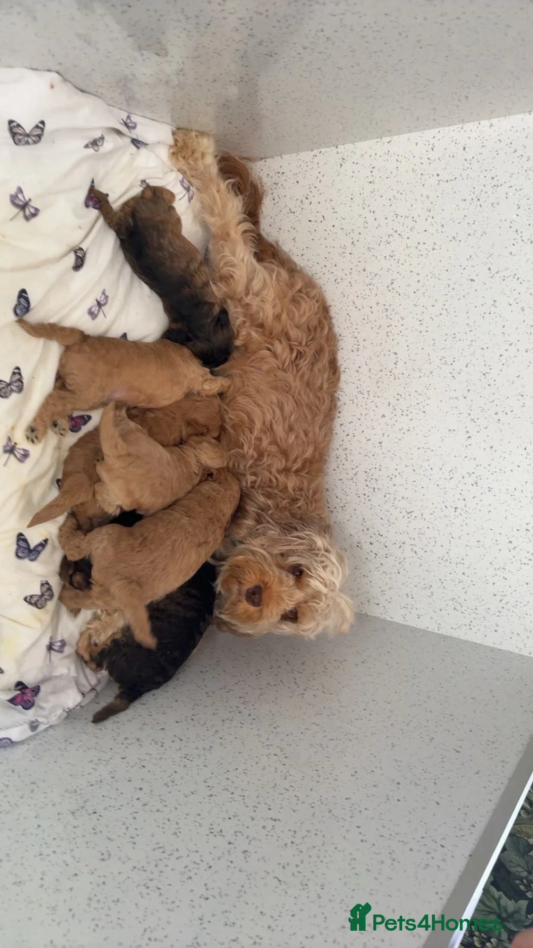 Cockapoo dogs for sale: Fabulous F1b cockerpoo puppies - Advert 2