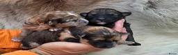 Mixed Breed dogs for sale: Unique Poo-Shi puppies - Advert 5