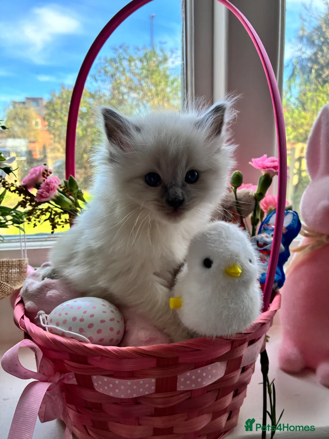Ragdoll cats for sale:     Fluffy Ragdoll Kittens – Indoor Only 🧸 in Alfreton - Advert 13