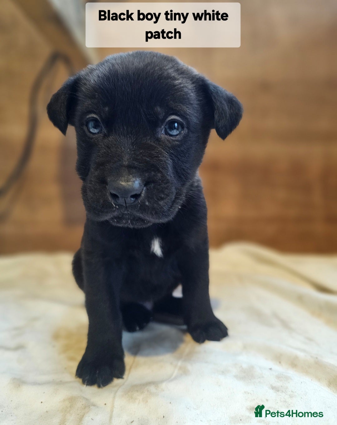 Mixed Breed dogs for sale: German shepard x rottweiler pups - Advert 21