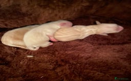 Maltipoo dogs for sale: Adorable F1 Havapoo Puppies | 2 BOYS 1 GIRL - Image 14