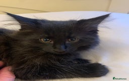 Maine Coon cats for sale: Maine coon cuties  - Image 5