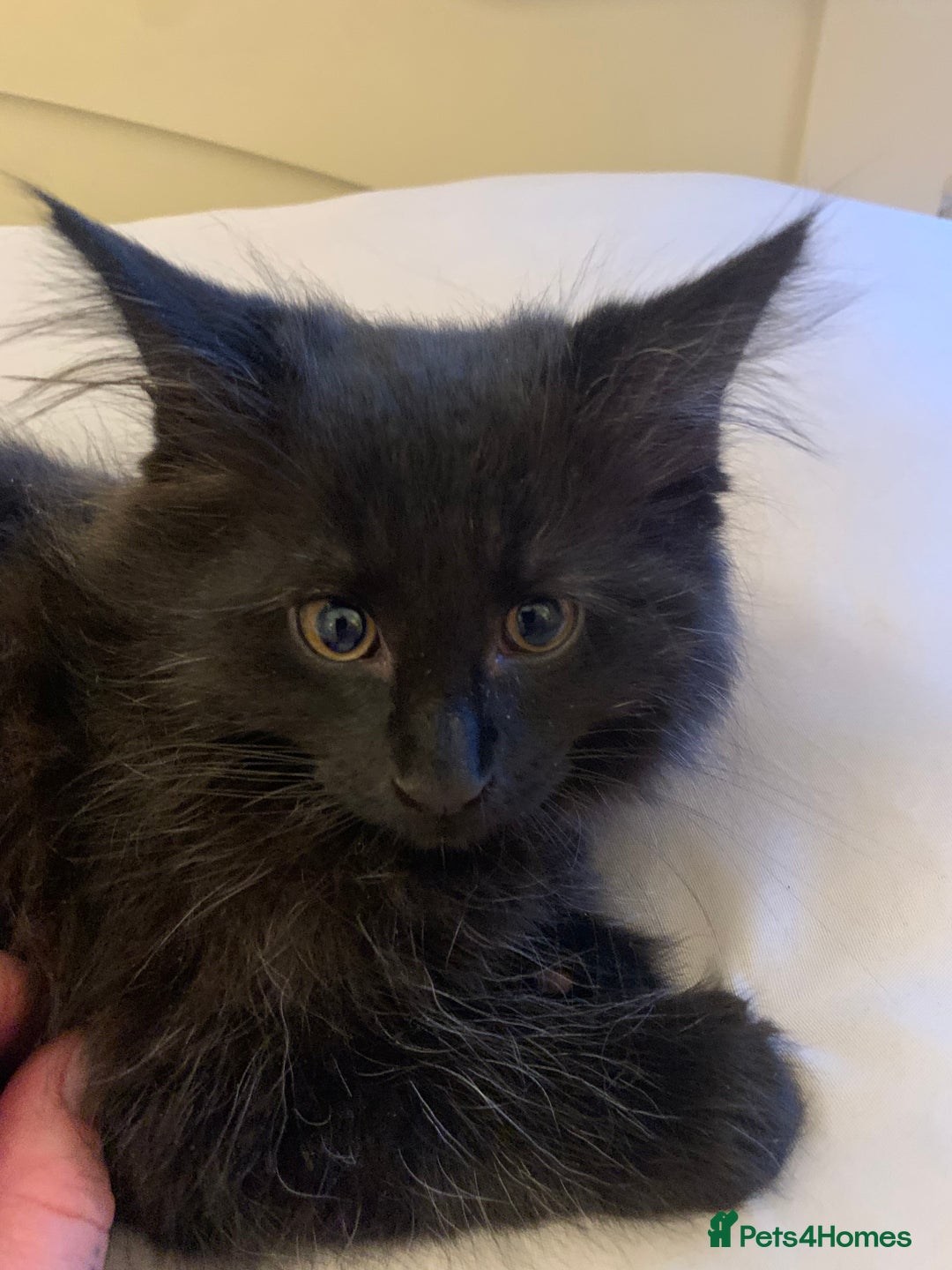 Maine Coon cats for sale: Maine coon cuties  - Image 5