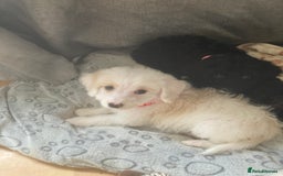 Bordoodle dogs for sale: 8 beutifull bordoodle puppys - Image 26