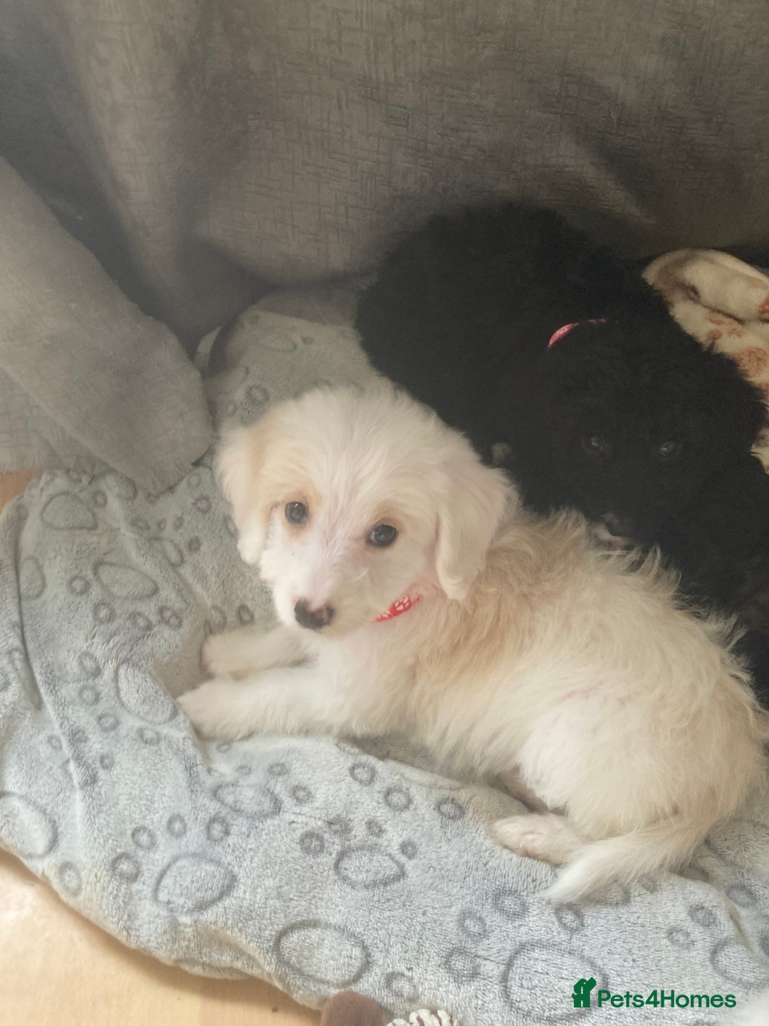 Bordoodle dogs for sale: 8 beutifull bordoodle puppys - Image 26