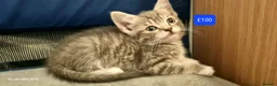 Mixed Breed cats for sale: Beautiful Mix Breed Kittens - Advert 8