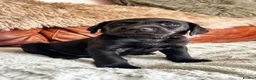 Labrador Retriever dogs for sale: Exceptional KC Reg Labrador Puppies For Sale! - Advert 36