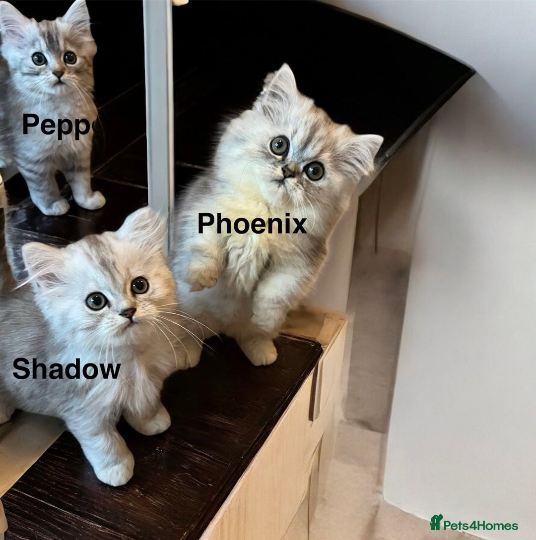 Munchkin cats for sale: Exceptional Quality & Extremely Rare Silver Minuet - Image 4