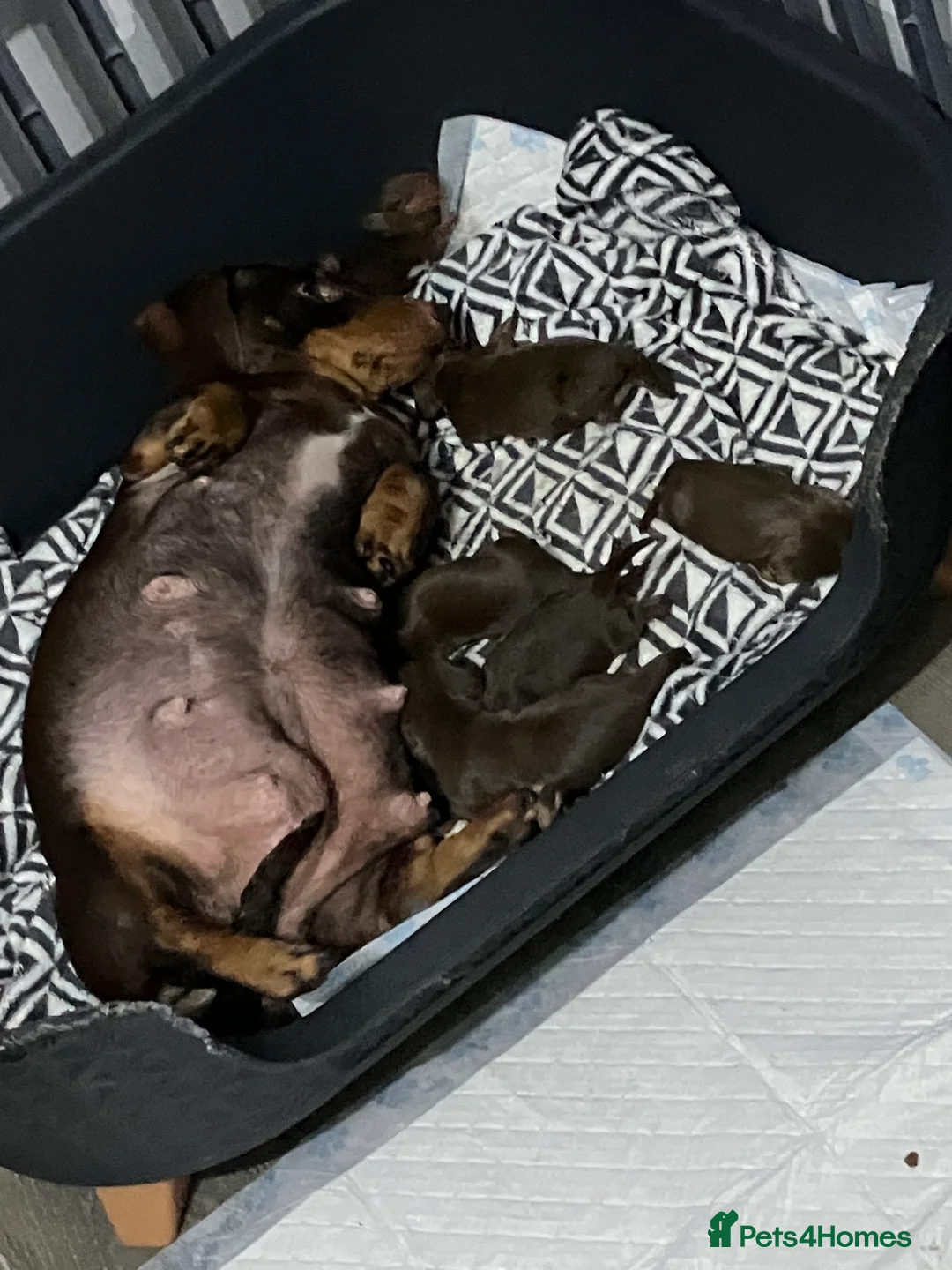 Miniature Dachshund dogs for sale: KC Reg Miniature Smooth Dachshund  - Advert 11