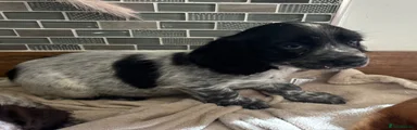 Cocker Spaniel Puppy 3