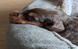 Cocker Spaniel dogs for sale: Chocolate/Chocolate Tan working cocker pups - Advert 2