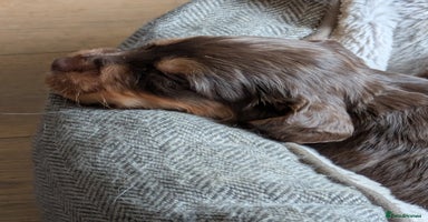 Cocker Spaniel dogs Chocolate/Chocolate Tan working cocker pups - Advert 7