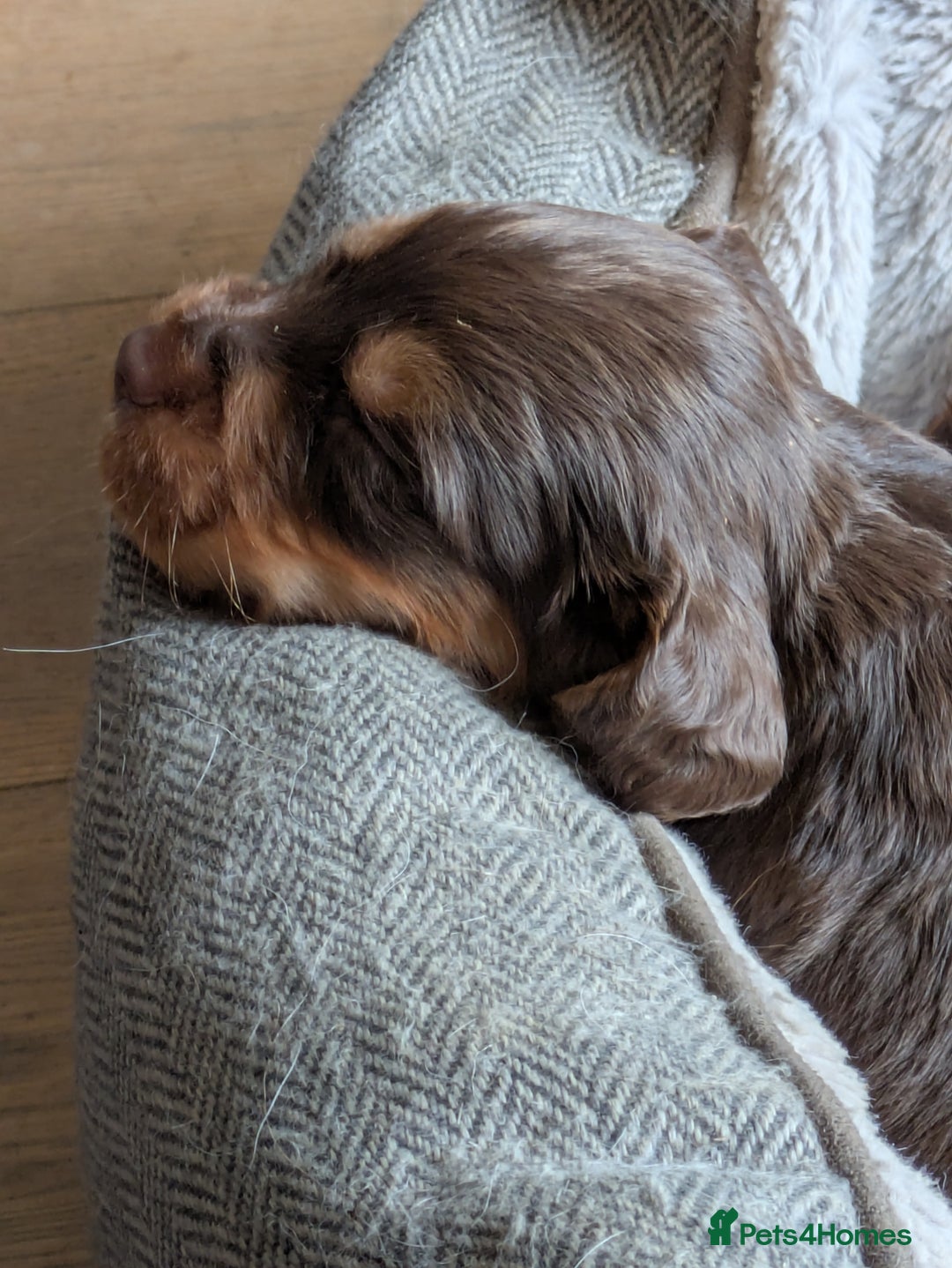 Cocker Spaniel dogs for sale: Chocolate/Chocolate Tan working cocker pups - Advert 2