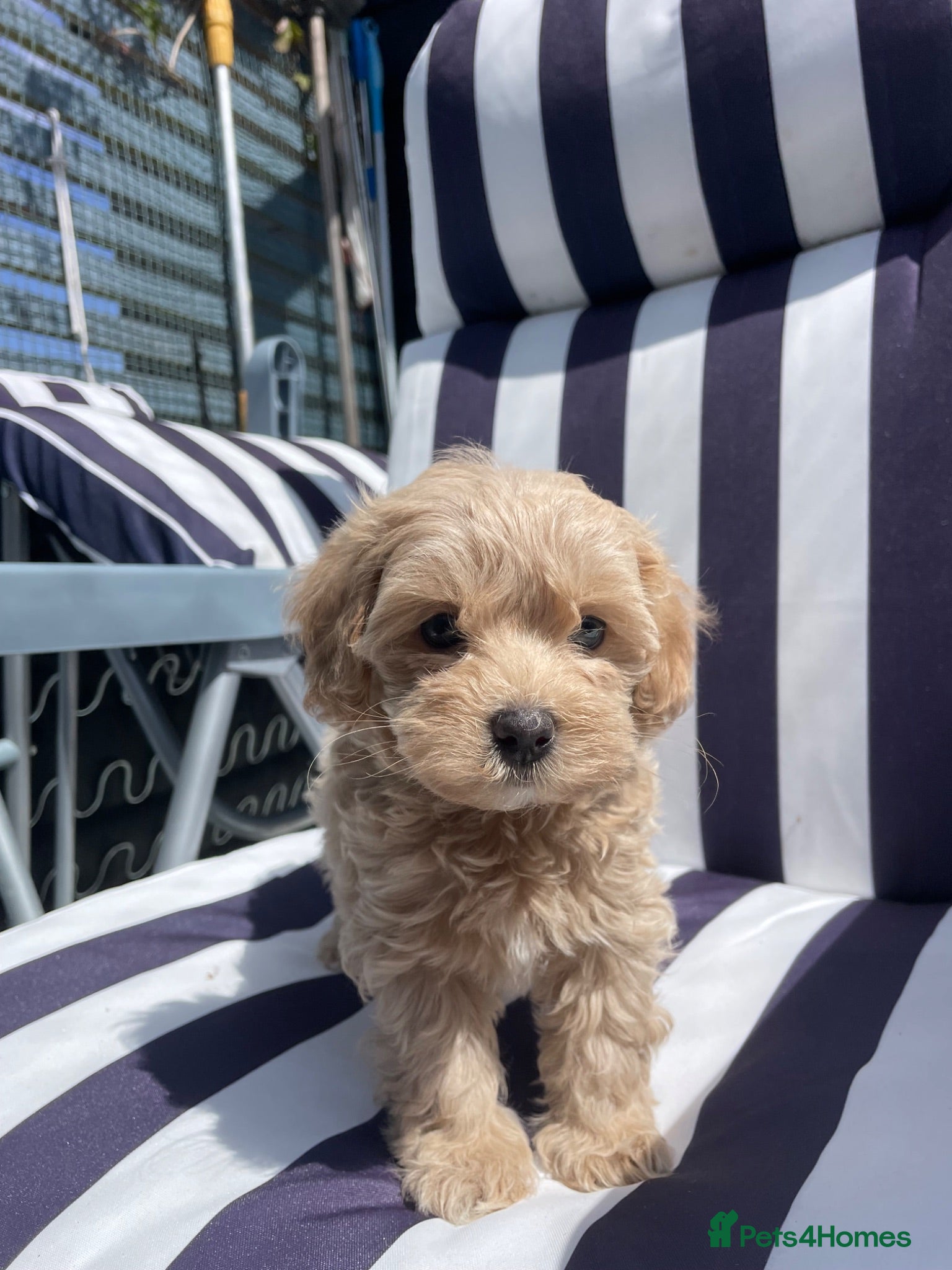 Maltipoo dogs Adorable Maltipoo Boys  - Advert 1