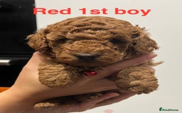 Toy Poodle dogs for sale: Adorable Deep Red Toy Poodle Puppies Available! 🐾 - Image 18