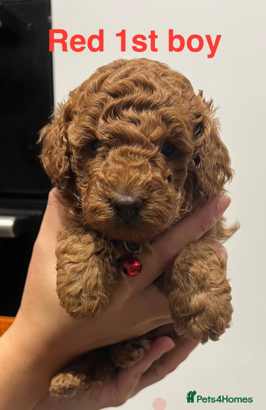 Toy Poodle dogs for sale: Adorable Deep Red Toy Poodle Puppies Available! 🐾 - Image 18