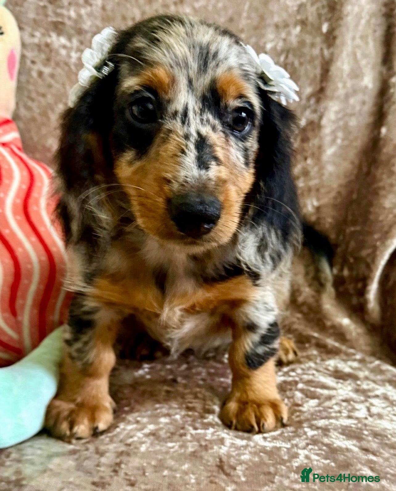 Miniature Dachshund dogs 🥇TOP QUALITY MINI LONG HAIR DACHSHUNDS READY! - Advert 7