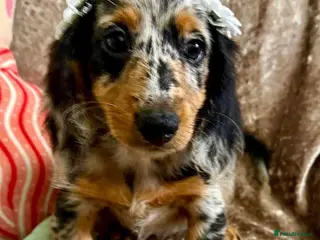Miniature Dachshund dogs 🥇TOP QUALITY MINI LONG HAIR DACHSHUNDS READY! - Advert 7