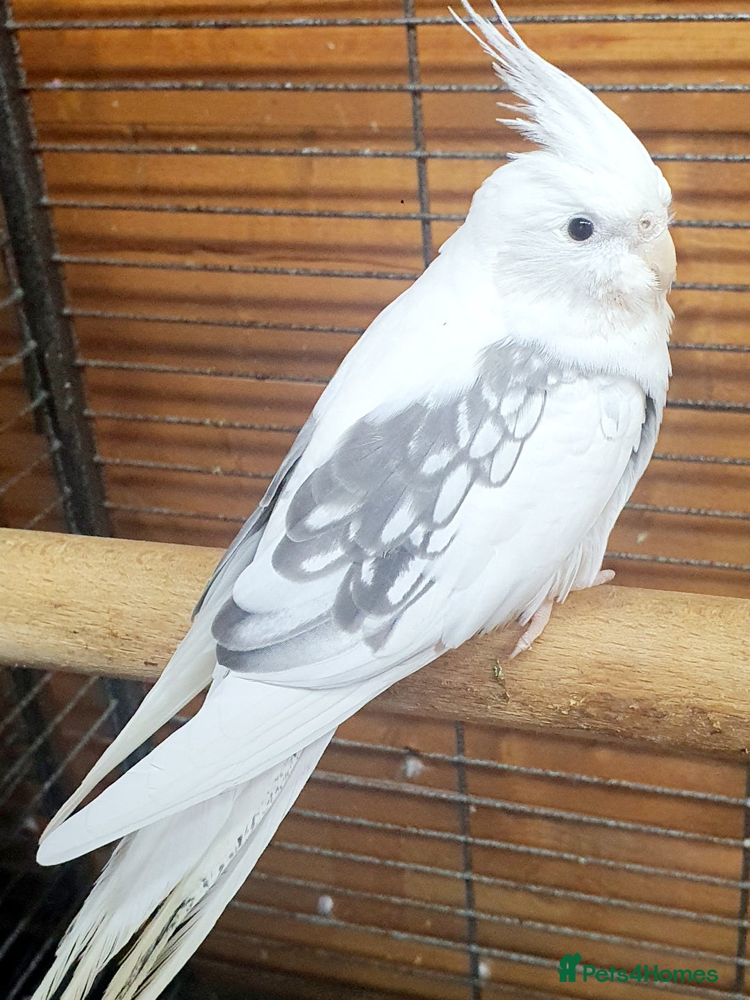 Parrots birds for sale: Beautiful Cockatiels pair in Bradford - Image 3