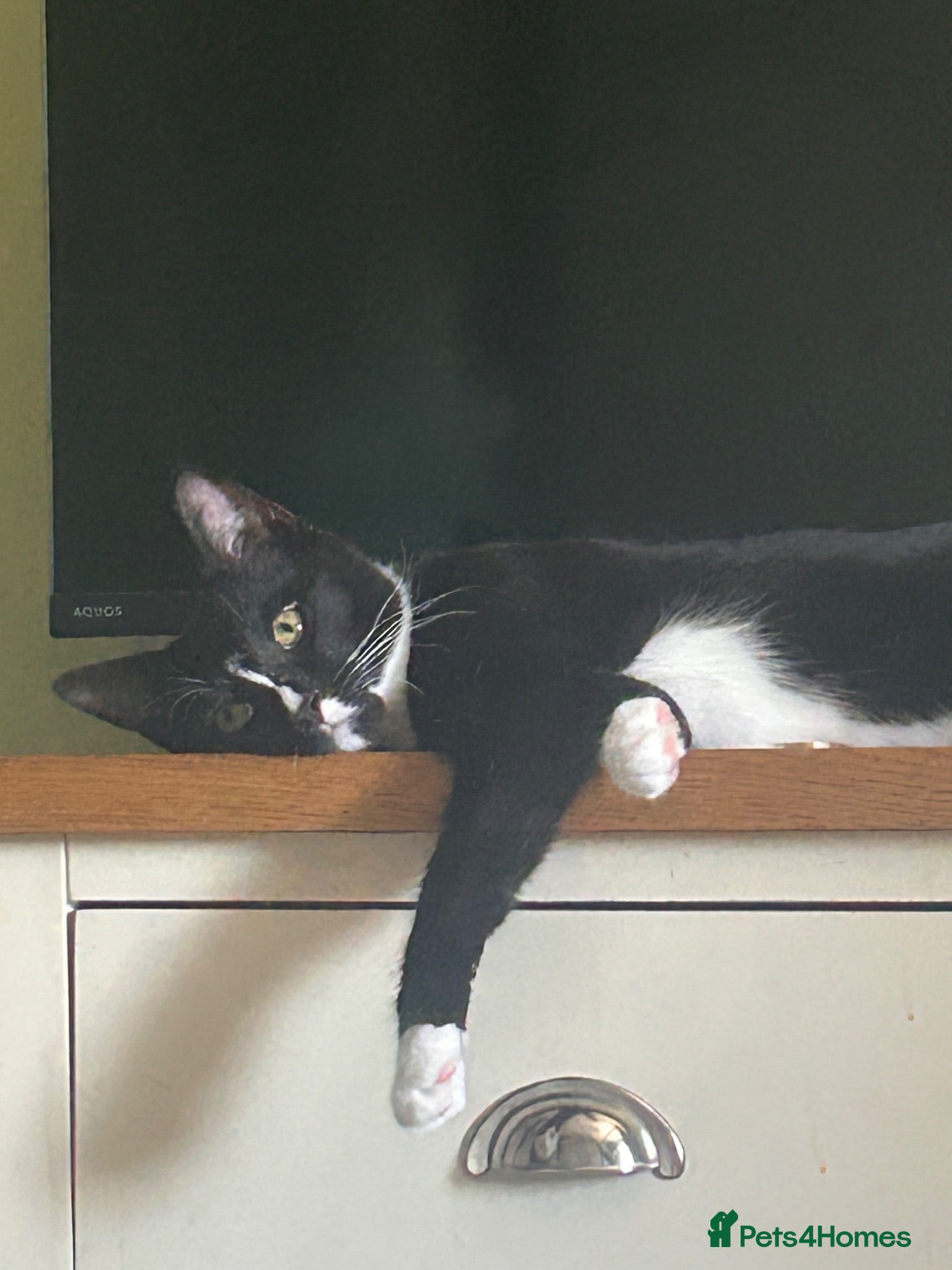 Domestic Shorthair cats Looking for his forever home - Advert 1