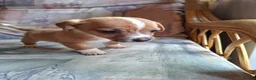 Mixed Breed dogs for sale: Beautiful Jack Russell puppies.  in Bristol - Advert 4