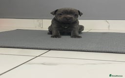 Staffordshire Bull Terrier dogs for sale: Blue staff puppies  - Image 5